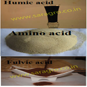 Amino Acid